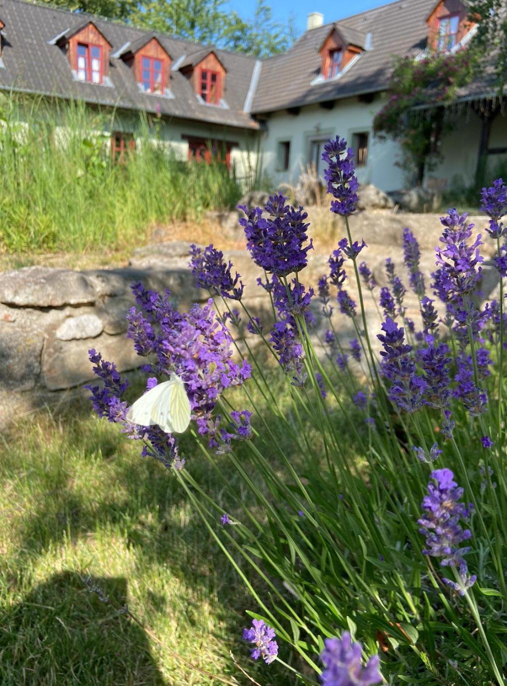 Apartmany Penzion Katerina Nadejkov Exteriör bild